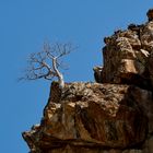 Der Einsame Baum in der Khowarib-Schlucht 