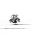 Der einsame Baum - oder hoffentlich das letzte Schneefoto