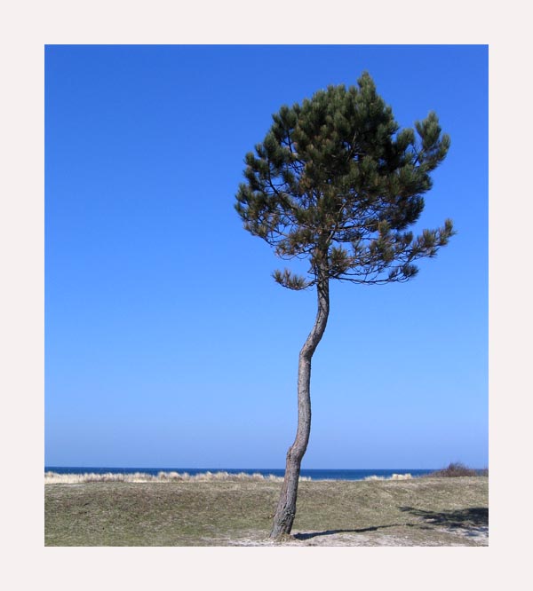 Der einsame Baum und das Meer