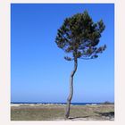 Der einsame Baum und das Meer