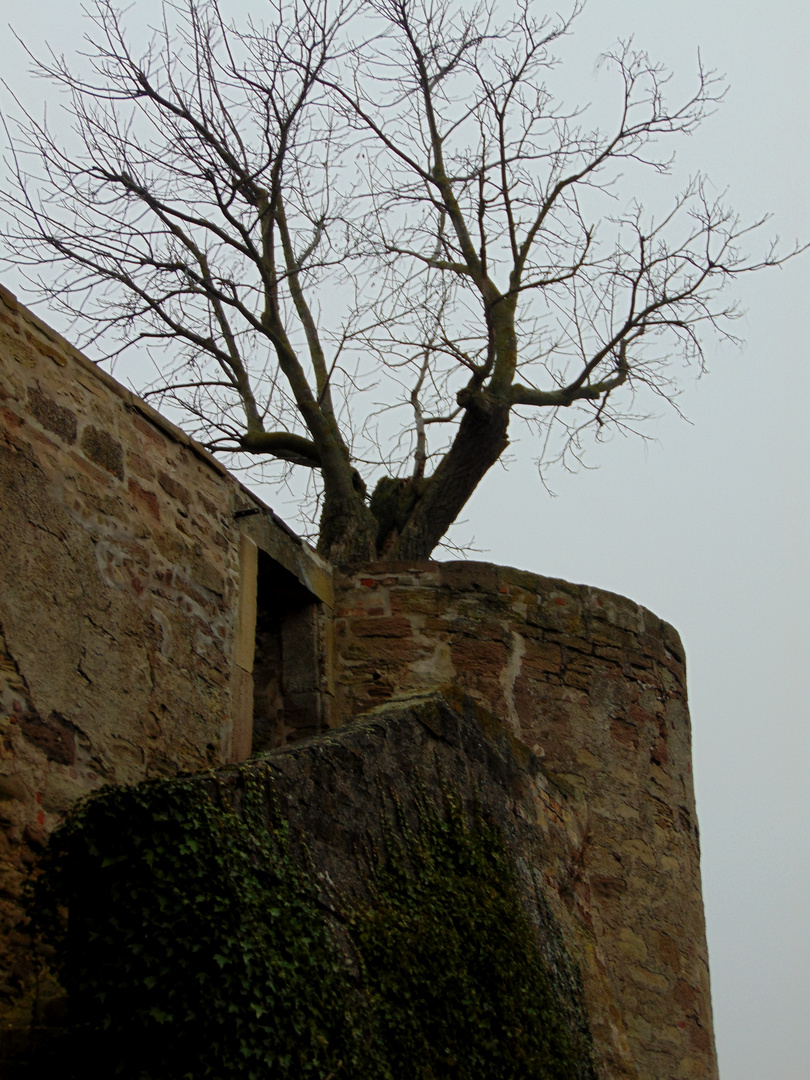 der einsame Baum von Burg Stettenfels