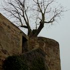 der einsame Baum von Burg Stettenfels