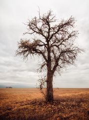 Der einsame Birnbaum