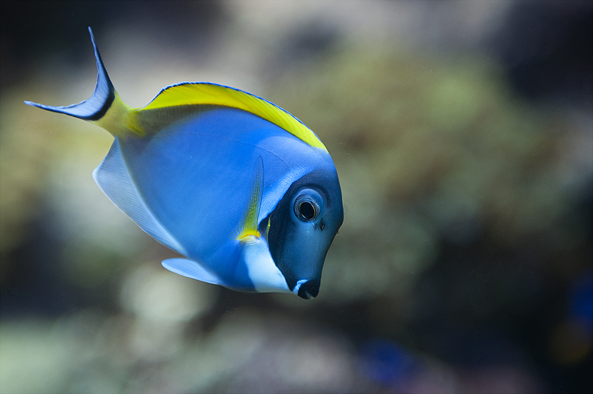 Der einsame blau-gelbe Fisch