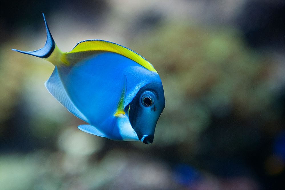 √ Blaue Fische Namen | Fischlexikon