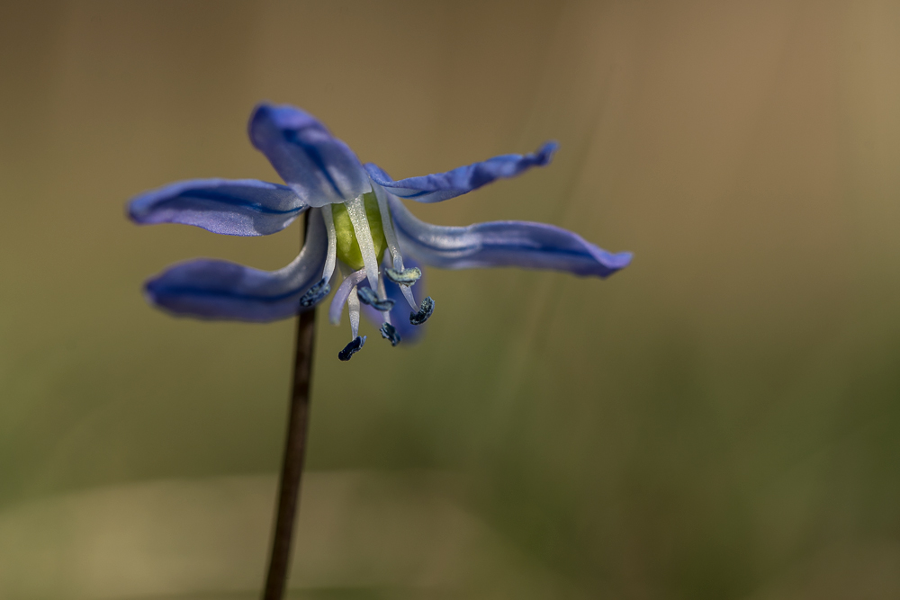 Der einsame Blaustern