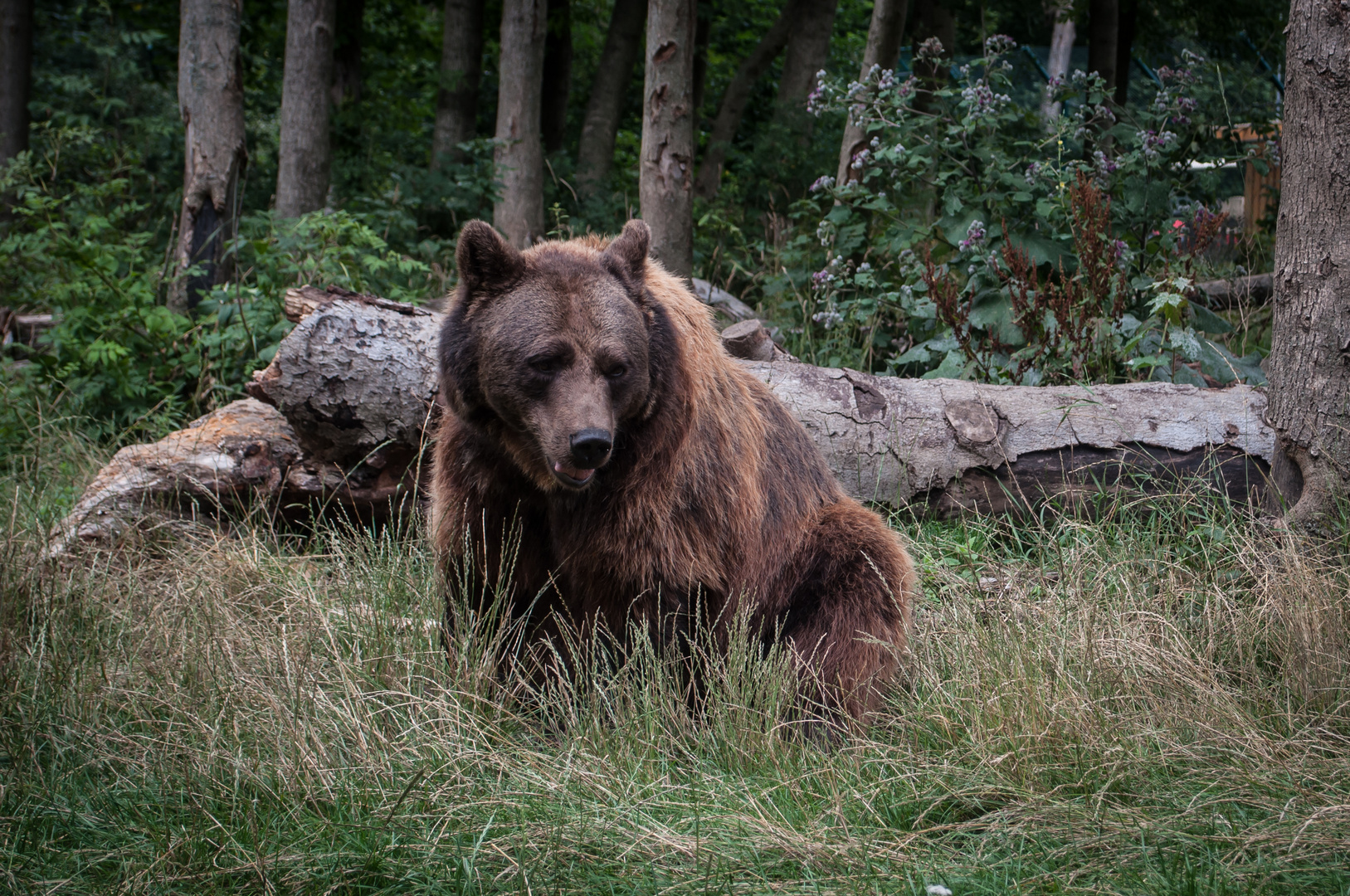 Der einsame Braunbär