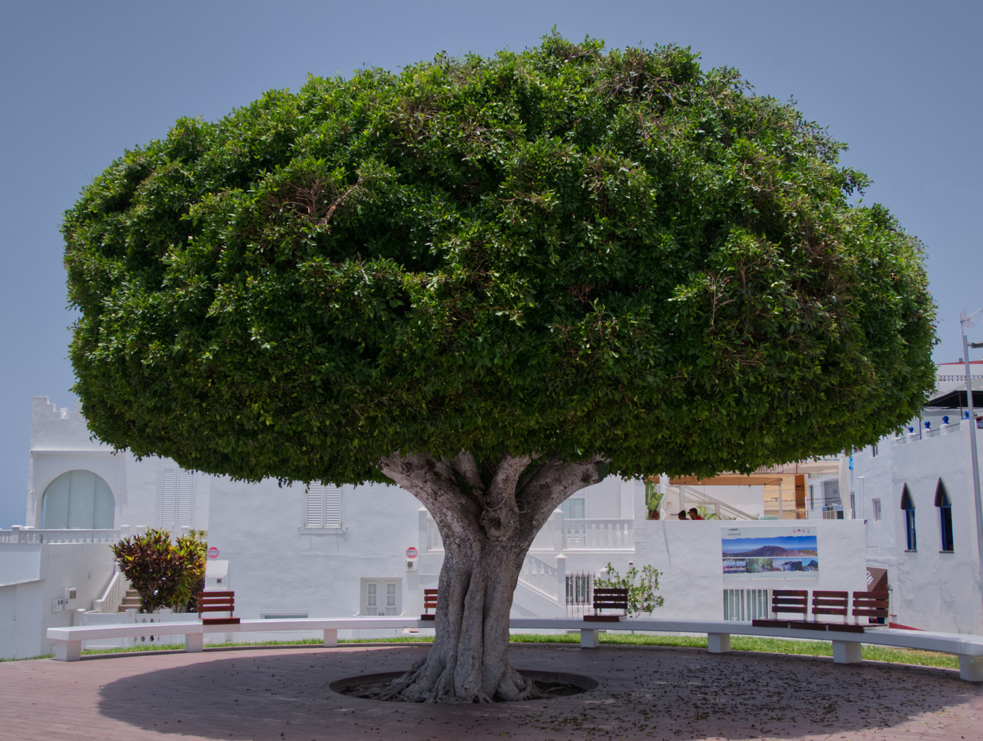 der einsame Ficus