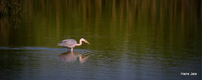 der einsame fischer in der abendsonne...........