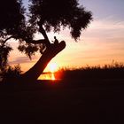 Der einsame Gitarrenspieler auf dem Baum