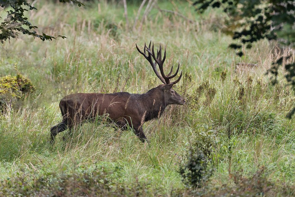 Der einsame Hirsch.