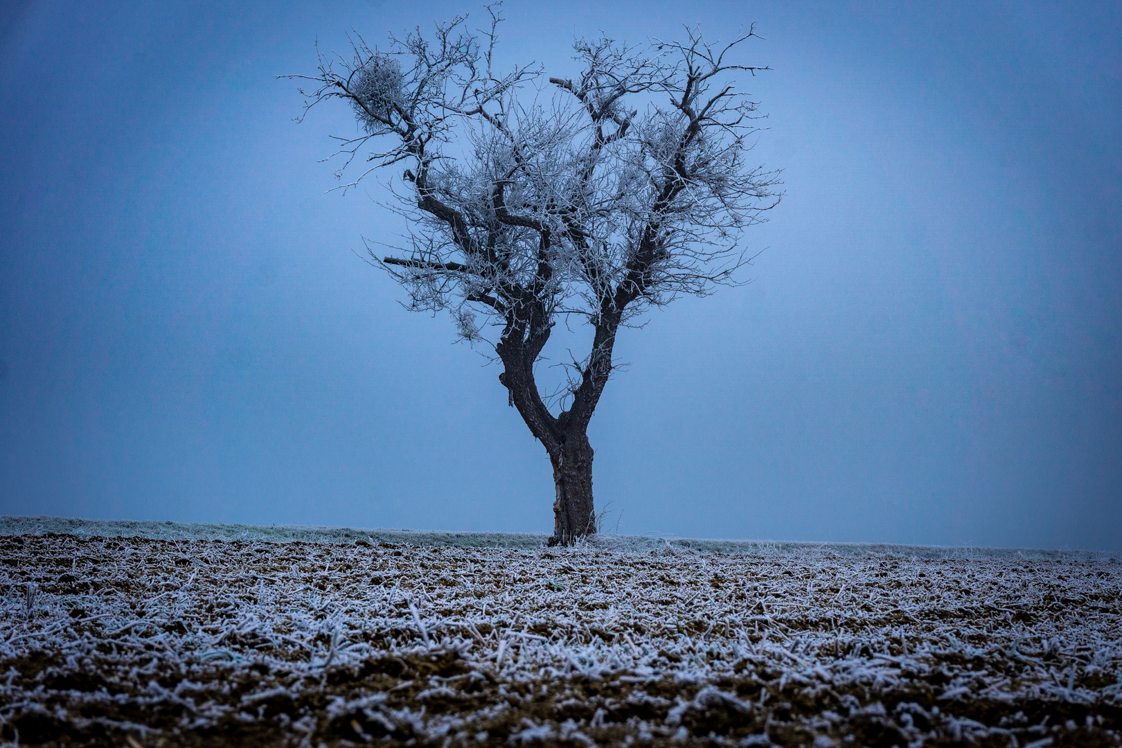 der Einsame im Frost