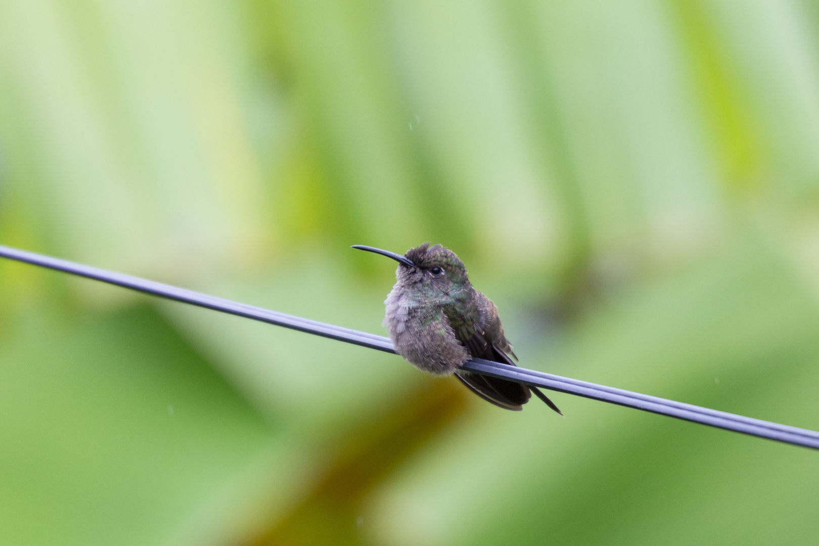 Der einsame Kolibri