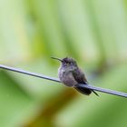 Der einsame Kolibri