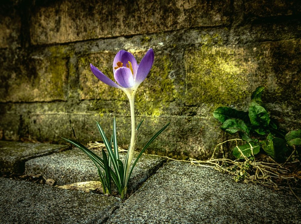 Der einsame Krokus