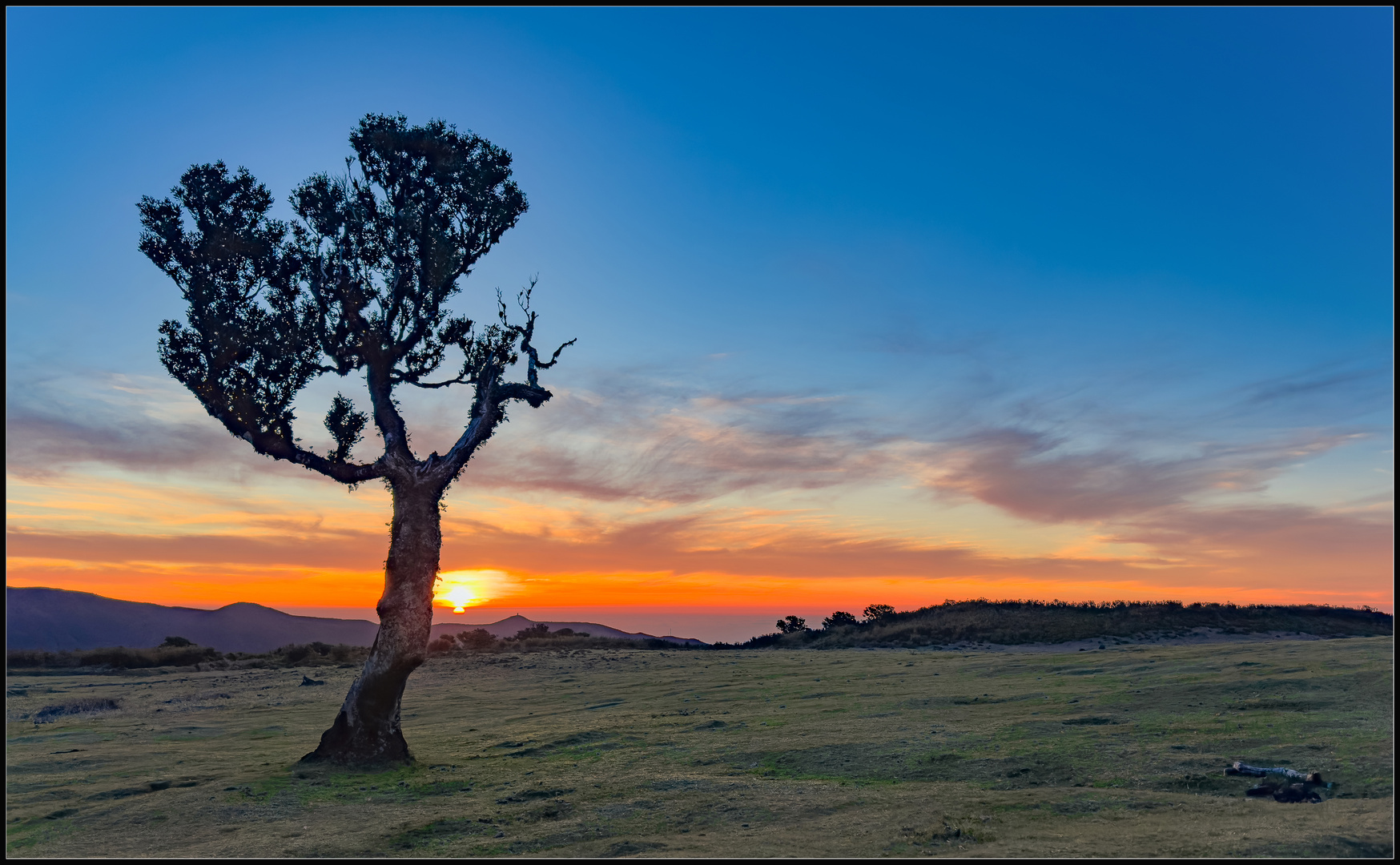 Der einsame Lorbeerbaum