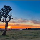 Der einsame Lorbeerbaum