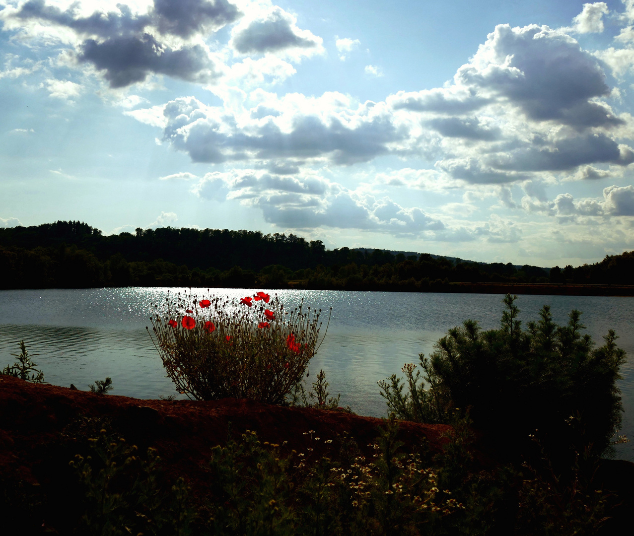 Der einsame Mohn am See