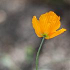 Der einsame Mohn am Wegesrand