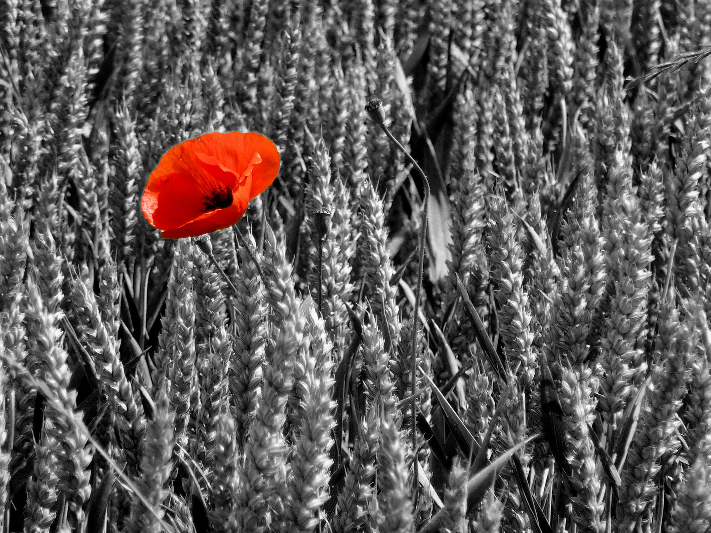 Der einsame Mohn