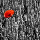 Der einsame Mohn