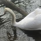 Der einsame Schwan 2