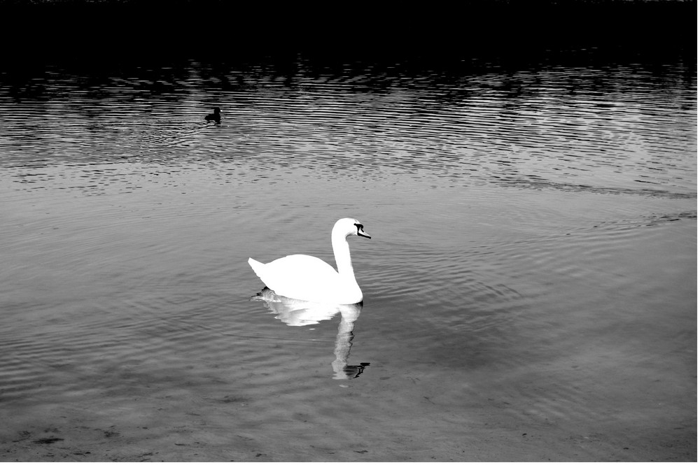 Der einsame Schwan