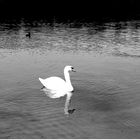 Der einsame Schwan