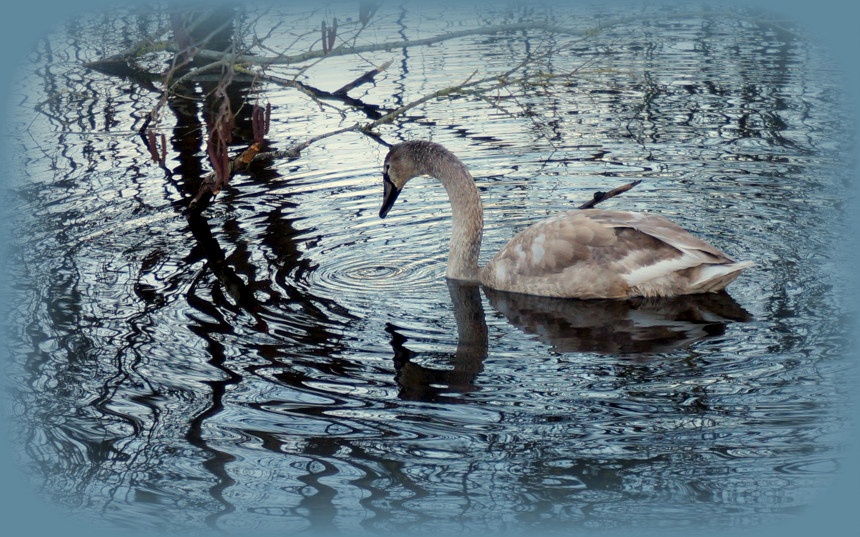 Der einsame Schwan,