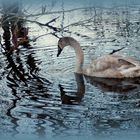 Der einsame Schwan,