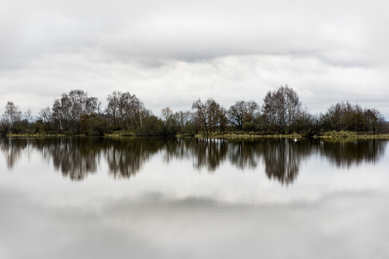 Der einsame Schwan