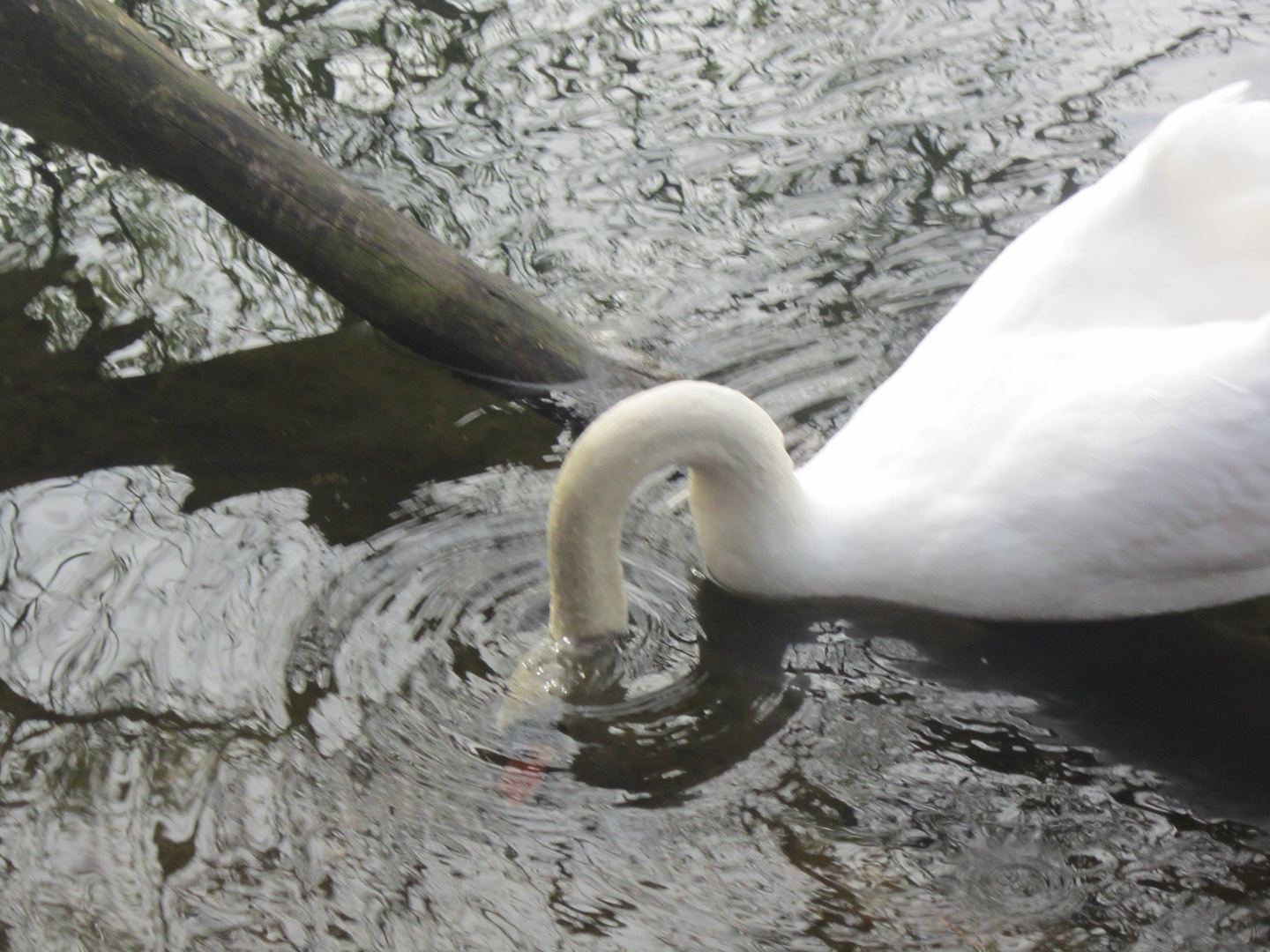 der einsame Schwan