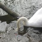 der einsame Schwan