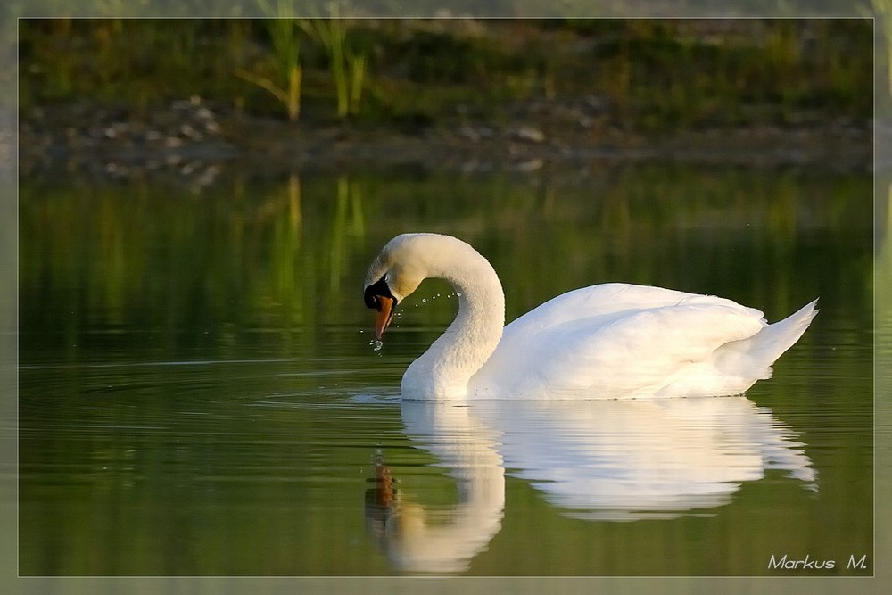 Der einsame Schwan