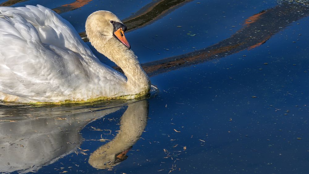 der einsame Schwan