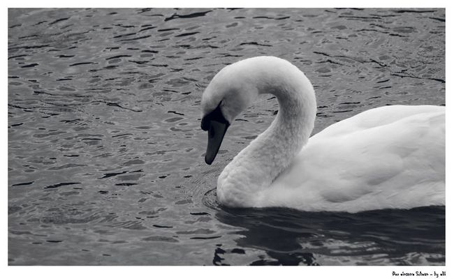 der einsame schwan....