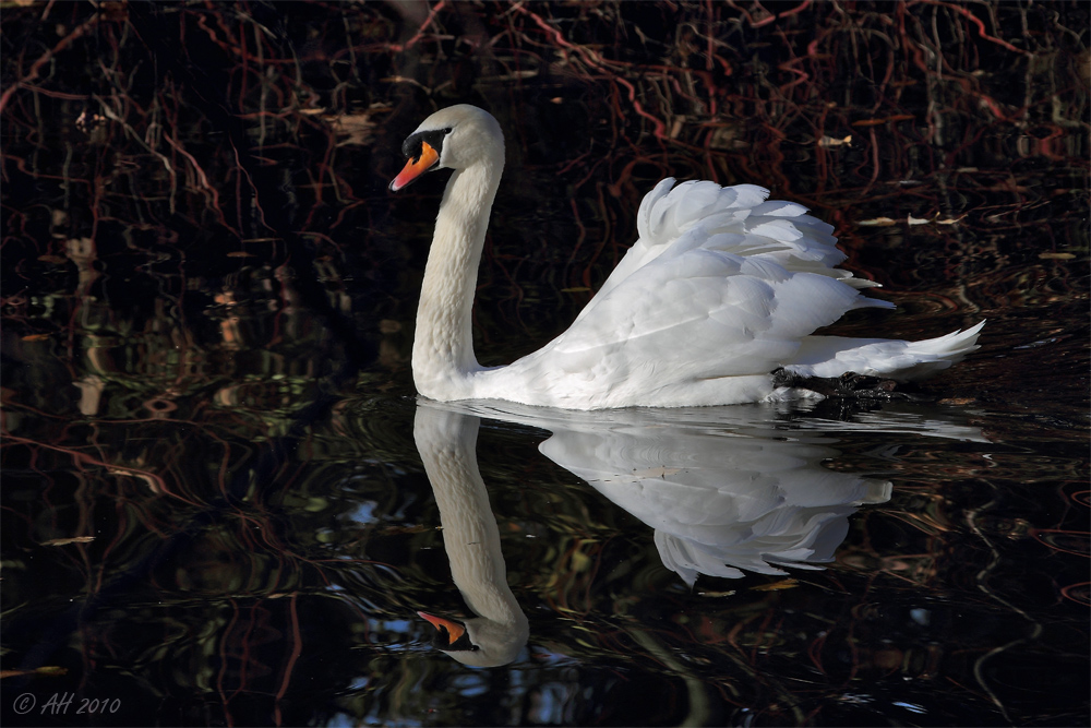 Der einsame Schwan