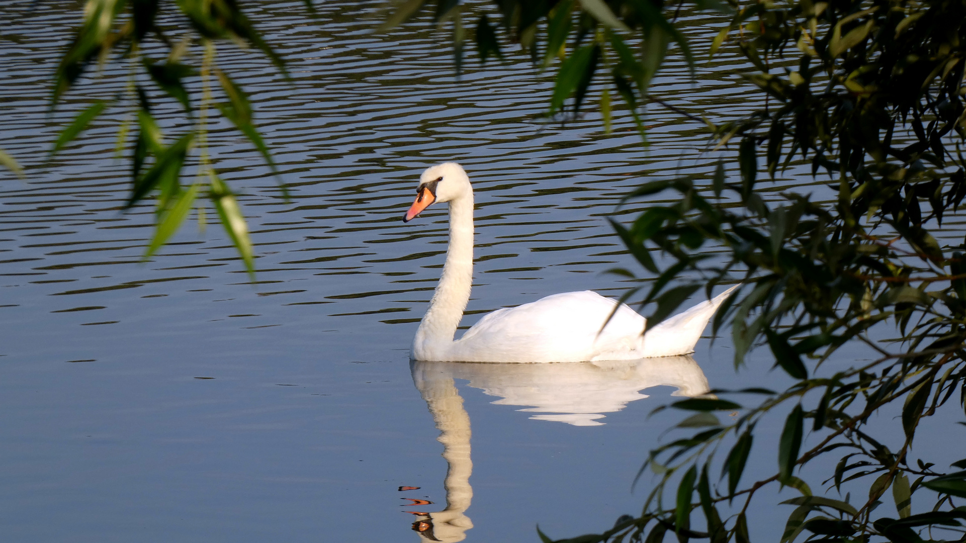 Der einsame Schwan