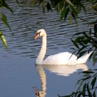 Der einsame Schwan