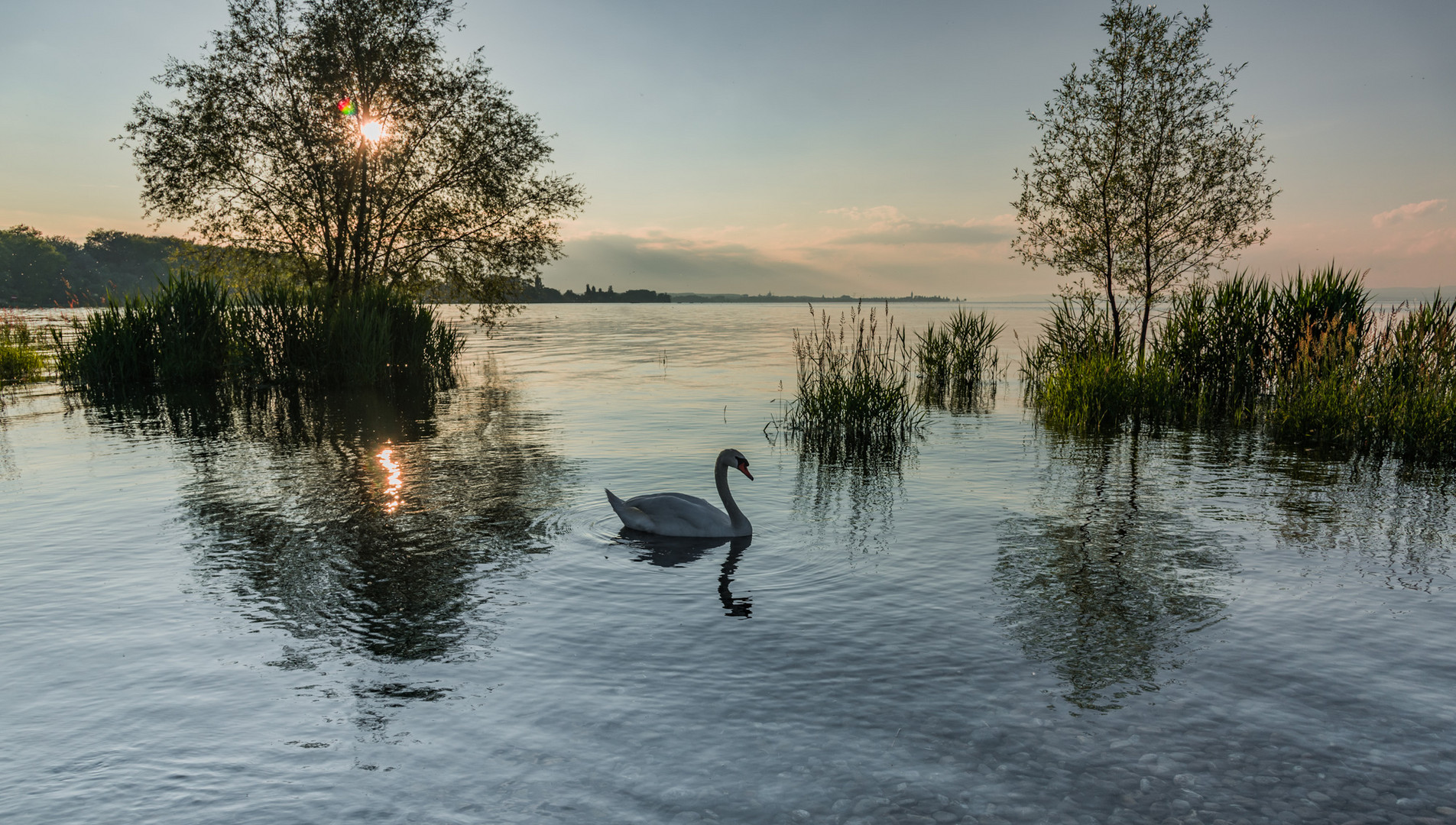 Der einsame Schwan