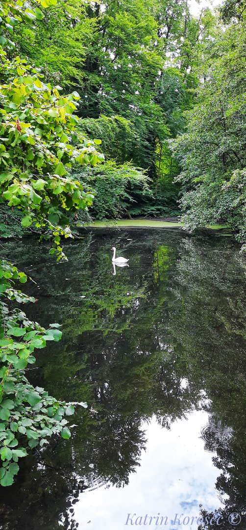 Der einsame Schwan