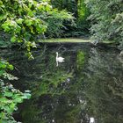 Der einsame Schwan