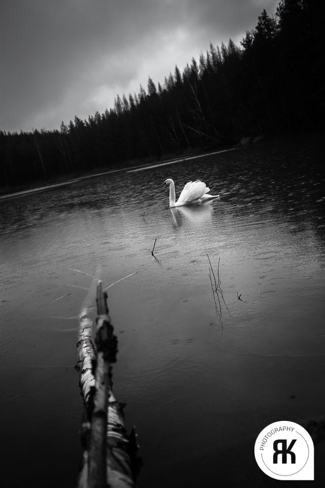 Der Einsame Schwan am abgelegenen Waldsee