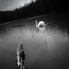 Der Einsame Schwan am abgelegenen Waldsee