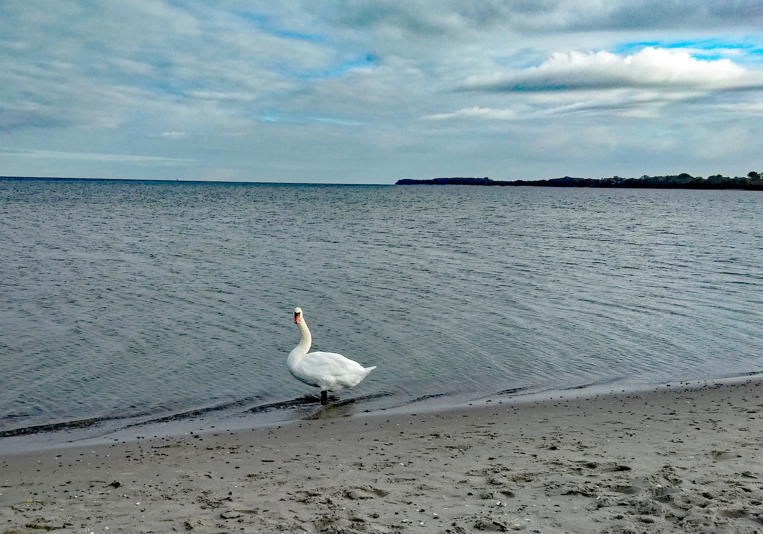 Der einsame Schwan am Ostseestrand (25.10.22).....