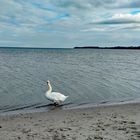 Der einsame Schwan am Ostseestrand (25.10.22).....