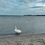 Der einsame Schwan am Ostseestrand (25.10.22).....