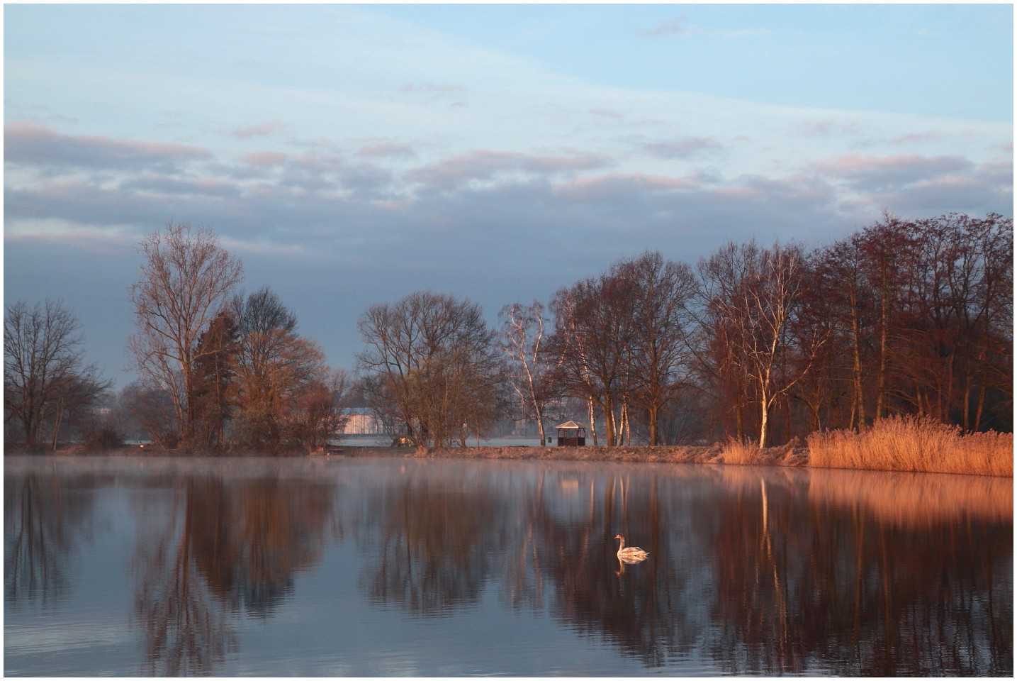 Der einsame Schwan