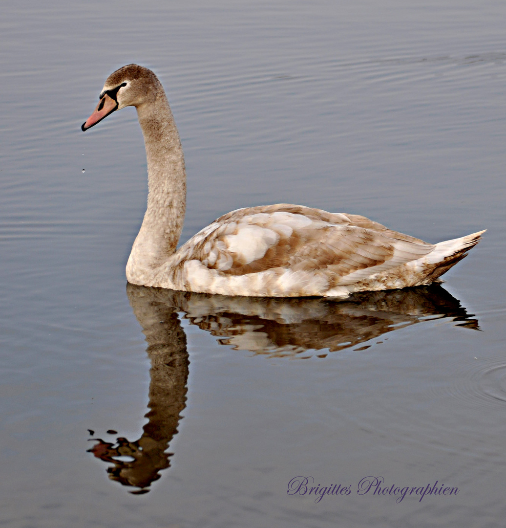 Der einsame Schwan