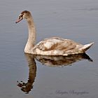 Der einsame Schwan